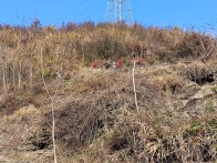 竹坪乡：除草护苗防火