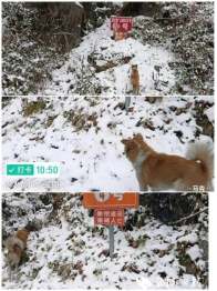 擂鼓镇：矿员与巡逻犬的冰雪坚守