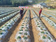 撂荒地变身“致富园” 溢水老兵草莓种出甜蜜新生活