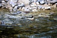 春节期间 中华秋沙鸭打卡湖北堵河源保护区