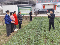 县农业农村局赴大庙乡开展油菜制种现场指导与技术培训