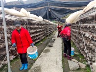 竹坪乡香菇基地全面复工复产