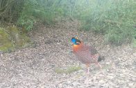 “寿鸡”红腹角雉惊现堵河源保护区