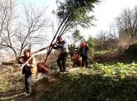 县林业局：植绿增彩绘新卷 生态竹山启新程