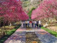 县移民服务中心：巾帼绽芳华 踏青促振兴