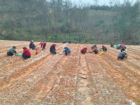 溢水燕子山苗圃春播忙 育百万壮苗绿满山城