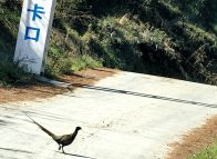 林场偶遇野生雉鸡 生态保护成效显生机