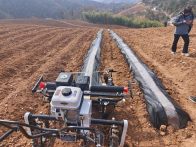 楼台乡：抢抓时令掀热潮 科技赋能绘“烟”图