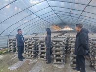 官渡镇：一线服务暖人心　菌香飘满致富路