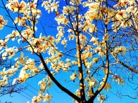 竹坪乡：玉兰花开映蓝天