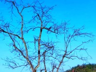 “三有”保护动物红嘴蓝鹊现身高家花屋