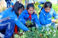 恒升小学：恒耕园里除草忙　共筑校园绿意梦