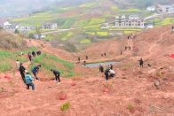 溢水镇：青春植绿践使命  共建和美新溢水