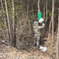 宝丰镇：开展松树蛀干害虫防治 守护森林生态安全