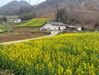楼台乡：油菜花开春意浓 
