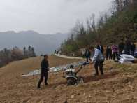 官渡镇：不负春光起好步 烟田深耕施肥忙