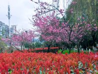 县林业局：春日美景入画来