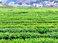 竹坪乡：雨后茶园如画