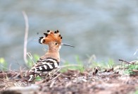 偶遇“田园卫士”！戴胜鸟现身竹山城西湿地公园