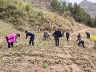 楼台乡：绿化荒芜土地  栽下“和谐之树”