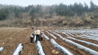 大庙乡：做好保墒覆膜 备战烟叶移栽