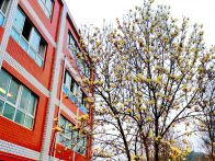 竹坪中学：玉兰花映美校园