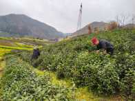 官渡镇：春茶采摘正当时　“金叶子”助力乡村振兴