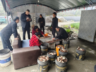 文峰乡：羊肚菌撑开“致富伞”