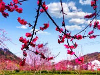 竹坪乡：桃花灼灼映茶园 靓丽乡村入画来