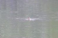 县林业局：堵河碧波现精灵 鸊鷉捕食展生机