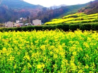 竹坪乡：金浪叠翠 茶韵生香