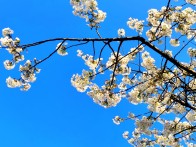 樱花洁白映蓝天