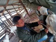 深河乡全面启动春季动物集中免疫工作