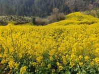 竹坪乡：花开满乡村