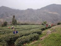 深河乡：集体茶园开园采摘 奏响乡村振兴增收曲