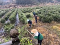 竹坪乡补植茶苗 夯实产业振兴根基