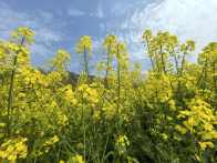 竹坪乡：沃野生金春意浓