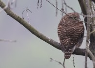 竹山堵河藏“神秘来客”