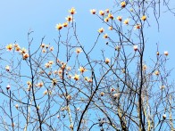  辛夷花开香满山