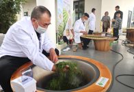 春茶炒制忙 茶香引客来