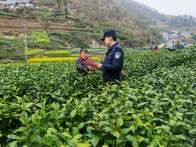 楼台乡：春茶飘香季  平安送田间