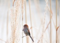 竹山堵河流域现棕头鸦雀踪迹