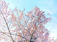 竹坪乡：密林深处樱花艳