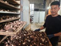 宝丰镇：羊肚菌撑开“致富伞” 喻家塔村奏响“丰收曲”