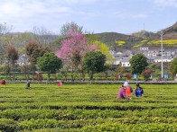 竹坪乡：茶园善管理 增收有底气