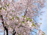 擂鼓鎮(zhèn)：春日限定   花開擂鼓 