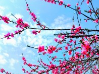 竹坪鄉：醉美茶園桃花紅