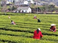 竹坪鄉：互助采茶促增收