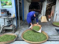 文峰鄉：春茶飄香采收忙  一茶兩收促振興