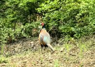 堵河源保護區(qū)：巡護偶遇“雉中伉儷” 見證生態(tài)向好